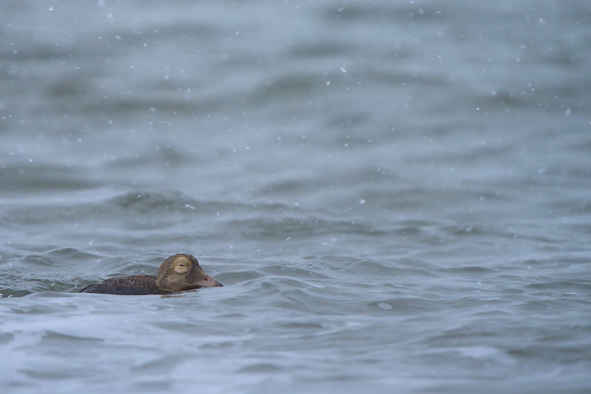 メガネケワタガモ - ML644635443