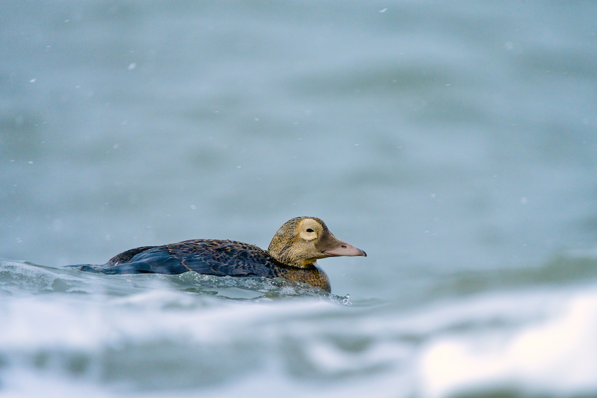 メガネケワタガモ - ML644635444
