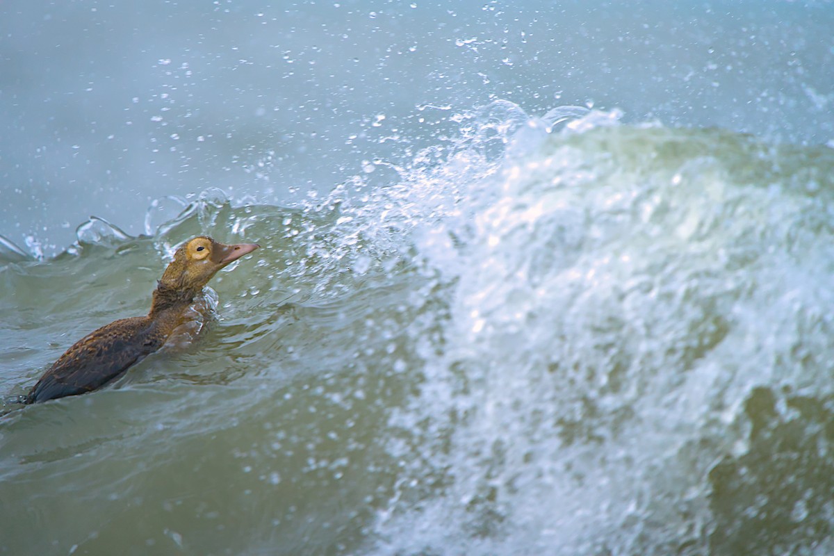 メガネケワタガモ - ML644635445