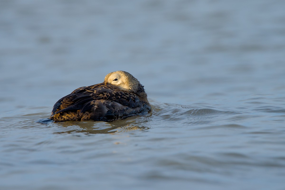 メガネケワタガモ - ML644635447