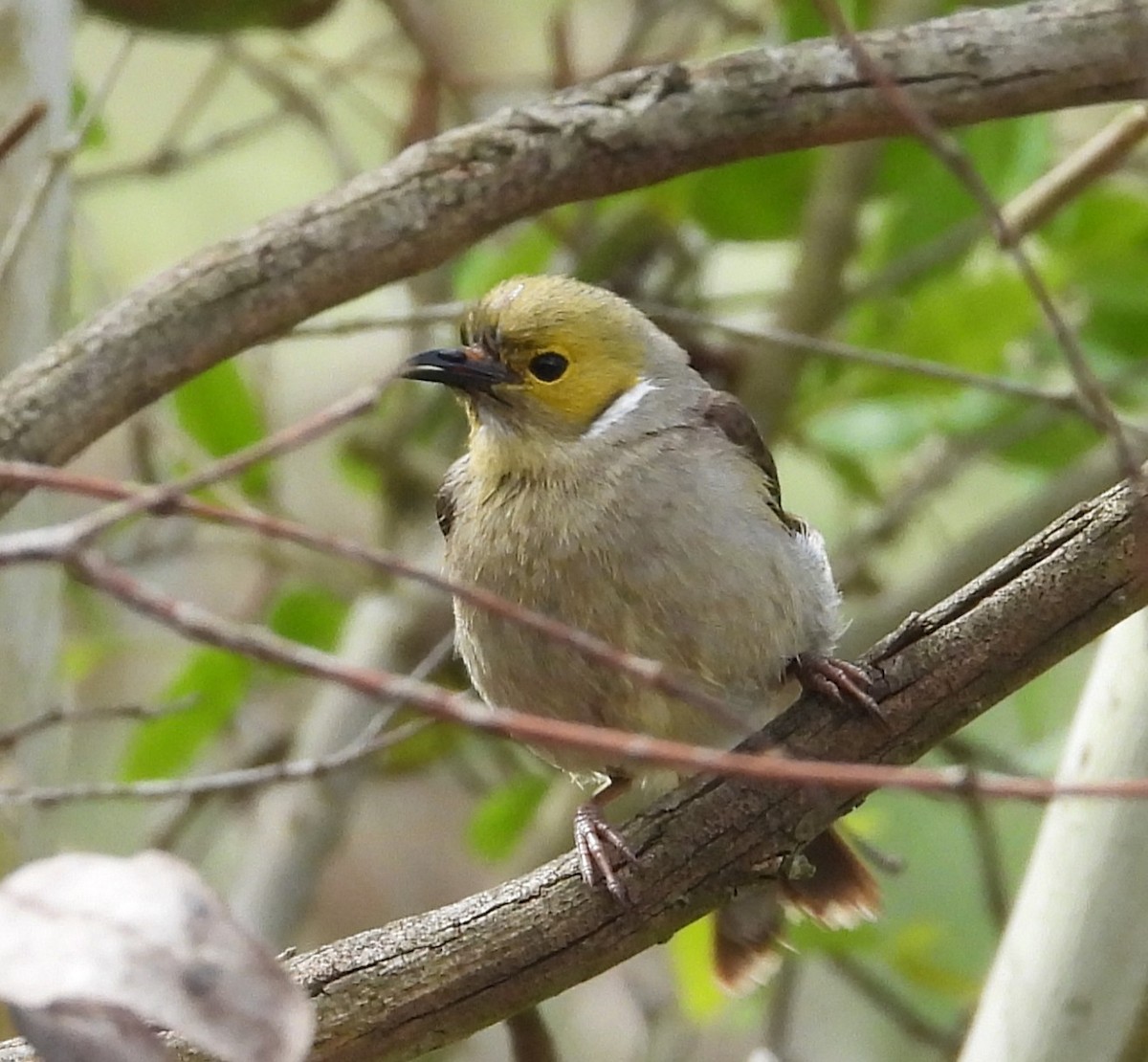 Медник блідий - ML644635449