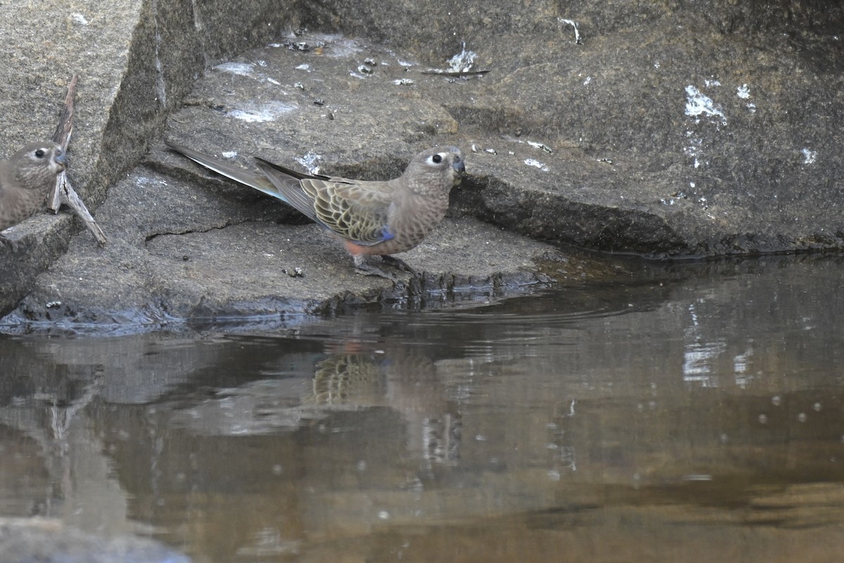 Bourke's Parrot - ML644635454