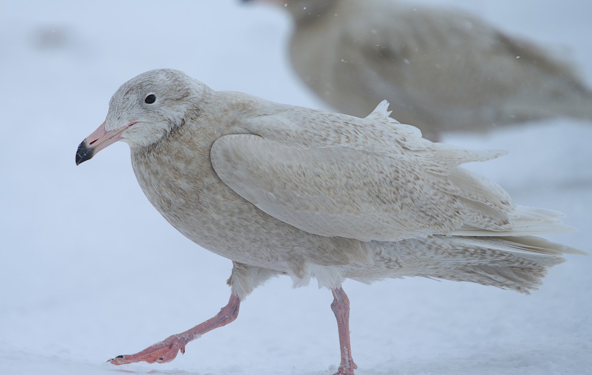 polarmåke - ML644635455