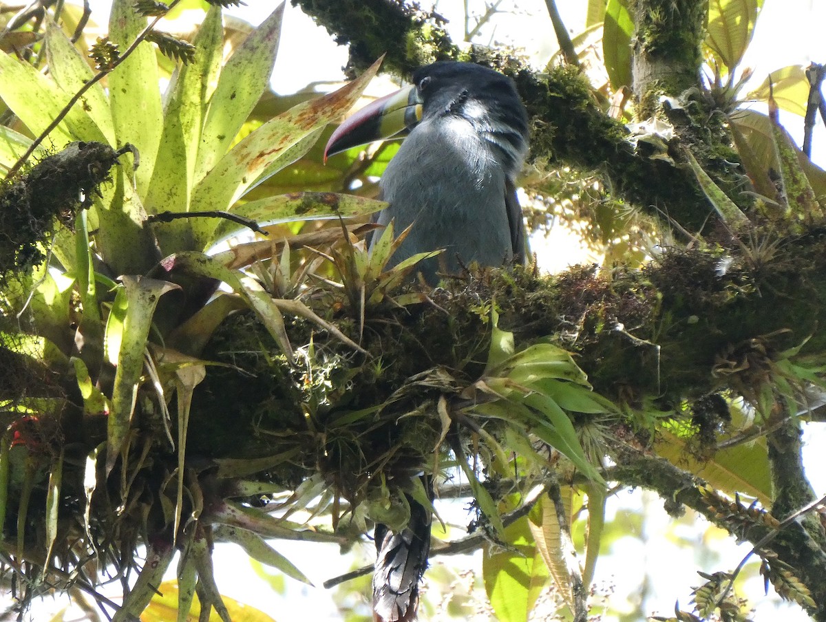 lavendeltukan - ML644635477