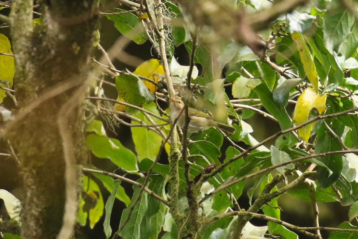 Pouillot ombré - ML644635479