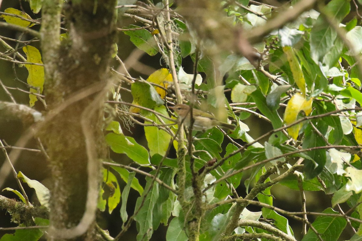 Pouillot ombré - ML644635480