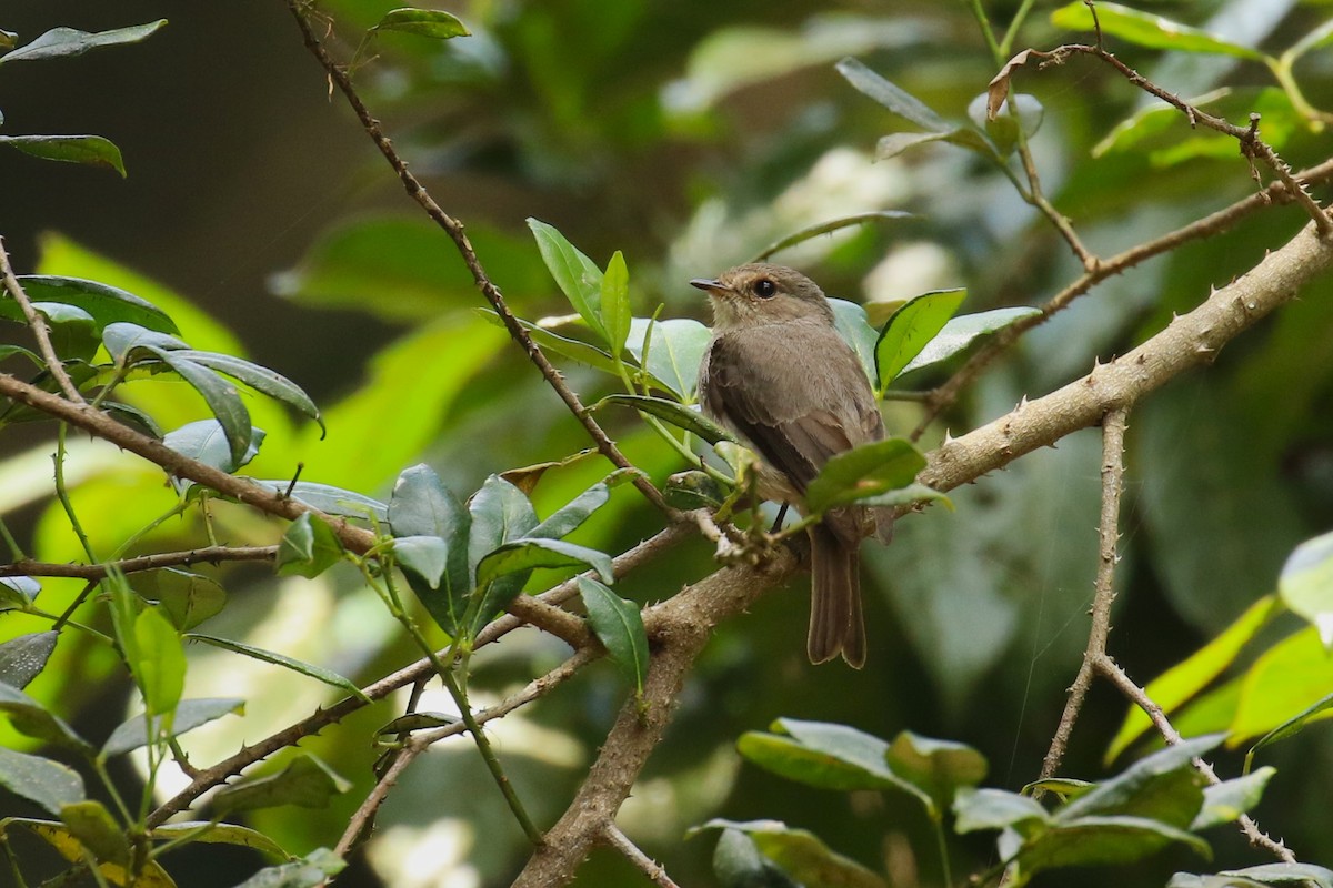 African Dusky Flycatcher - ML644635487