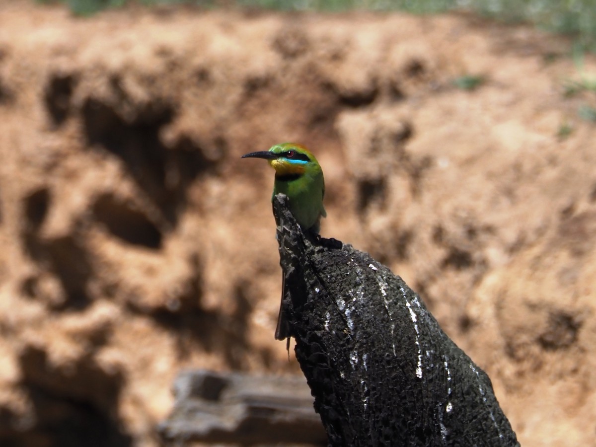 Regenbogenspint - ML644635493