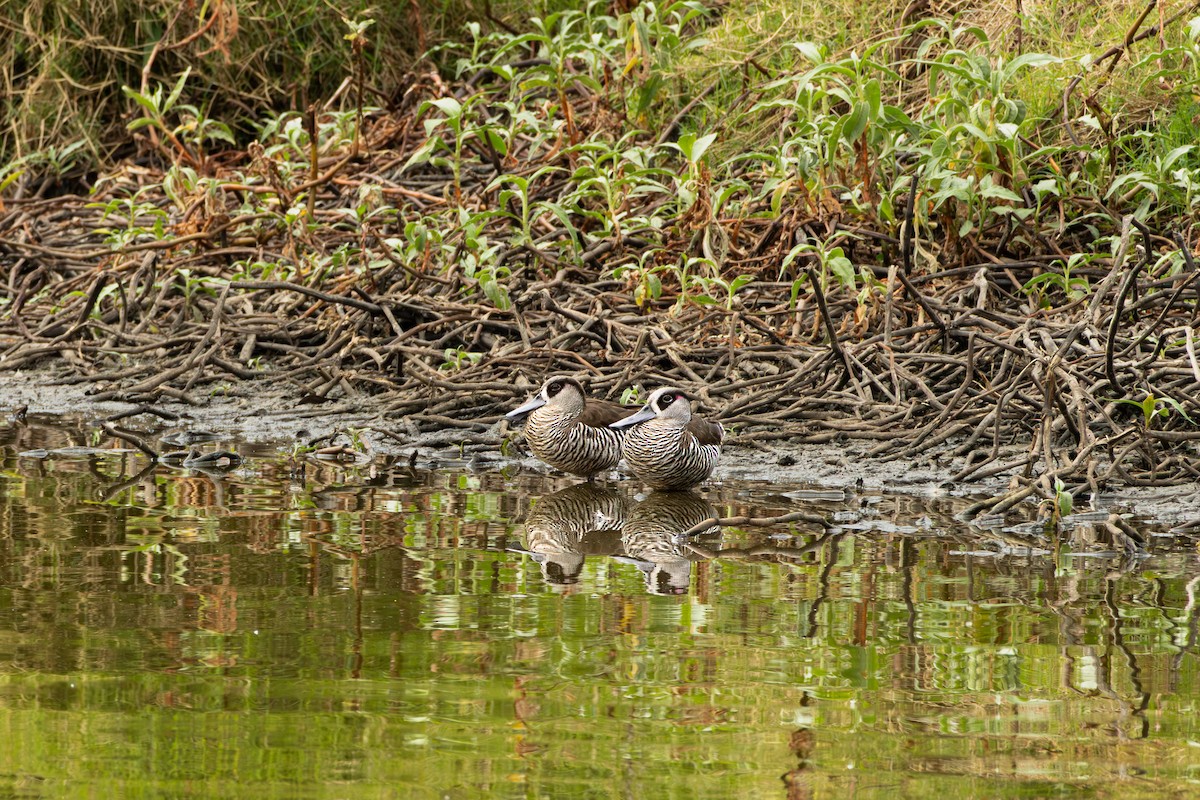 Pink-eared Duck - ML644635503