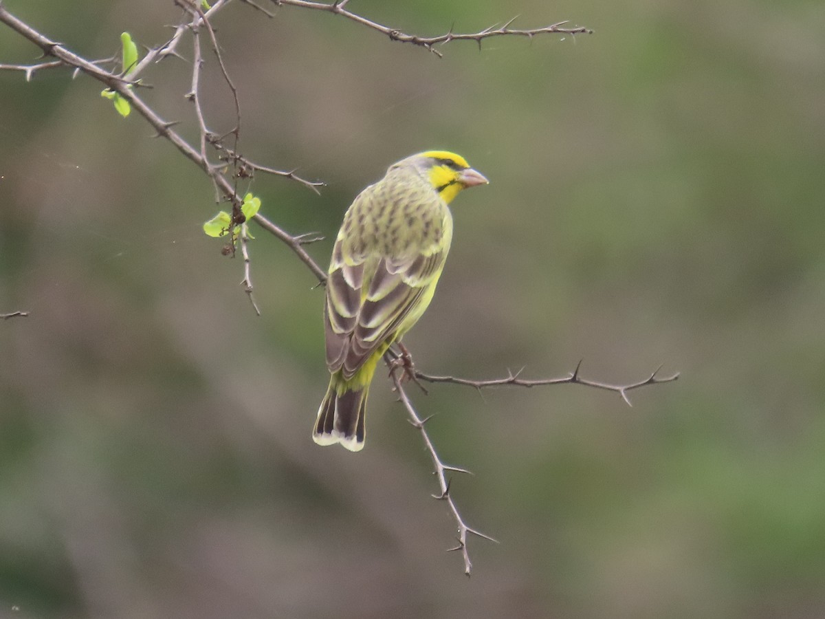 キマユカナリア - ML644635505