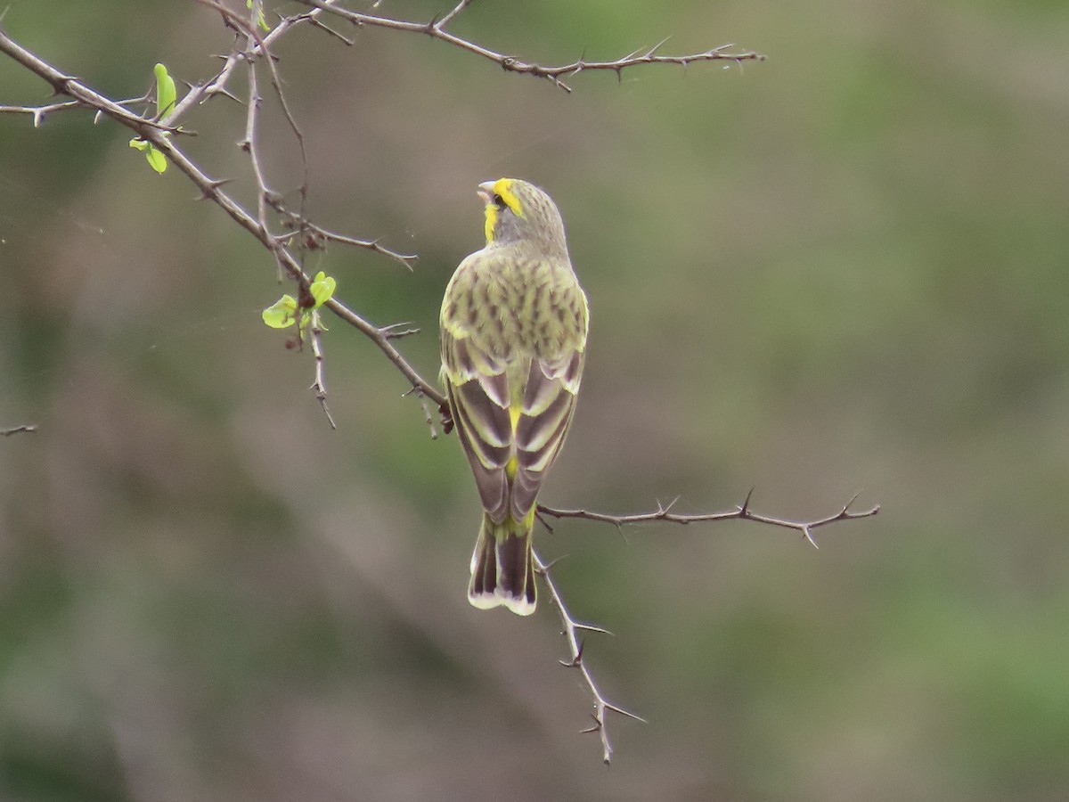 キマユカナリア - ML644635506