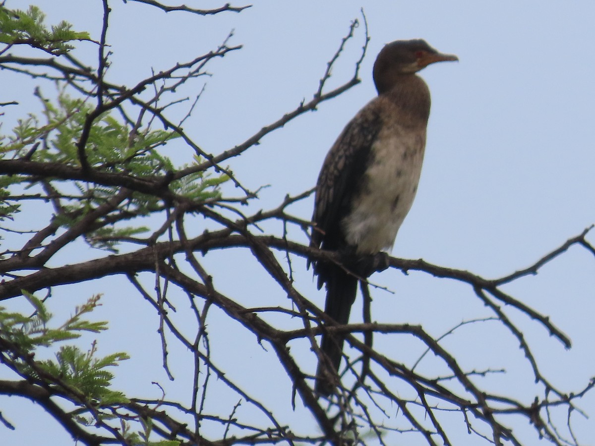 Reed Cormorant - ML644635507