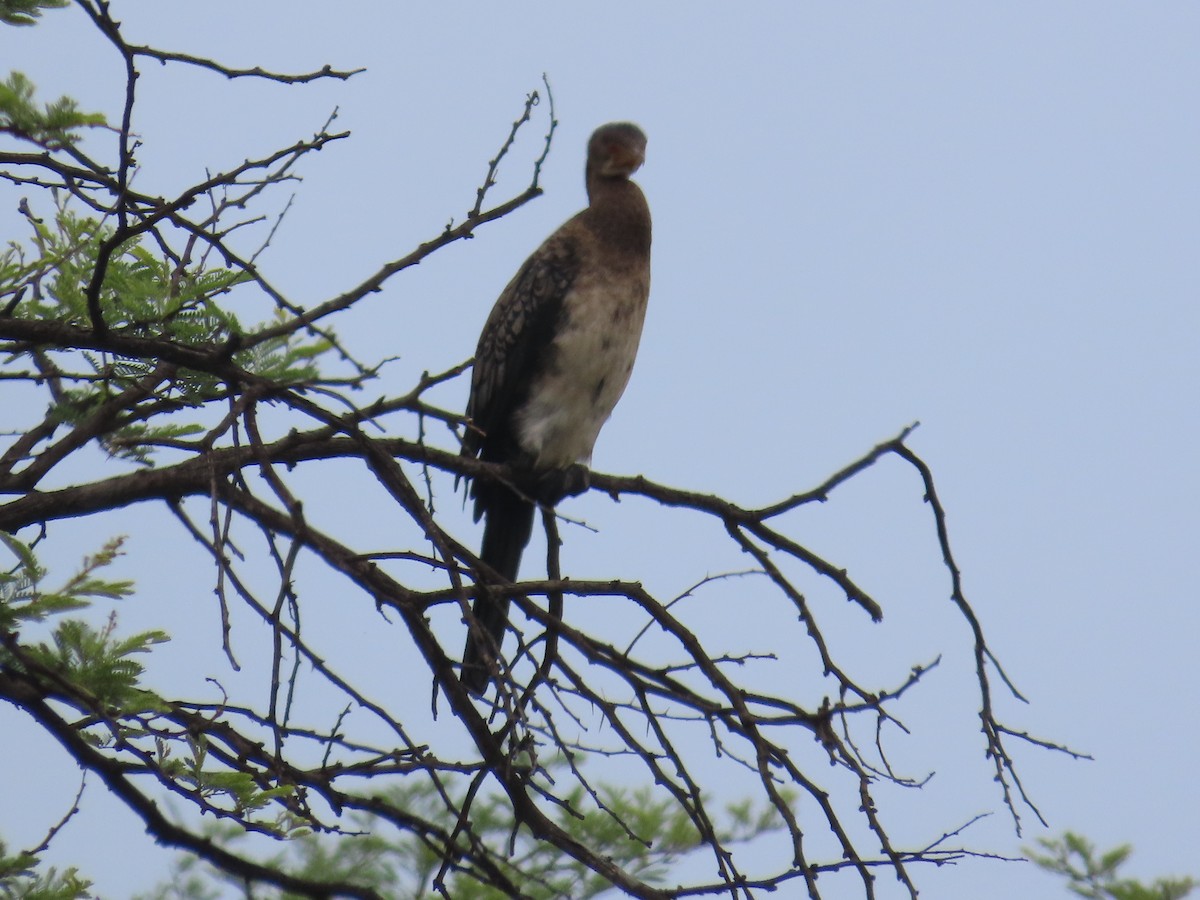 Reed Cormorant - ML644635516