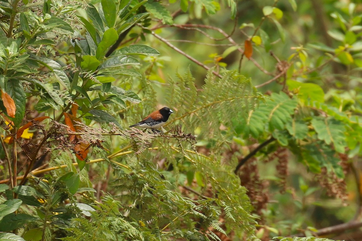 Чёрно-белая муния - ML644635525