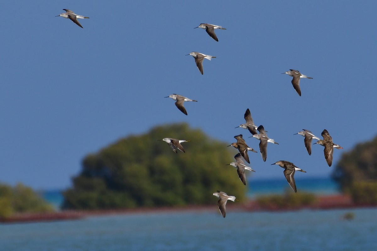 Коловодник ставковий - ML644635529