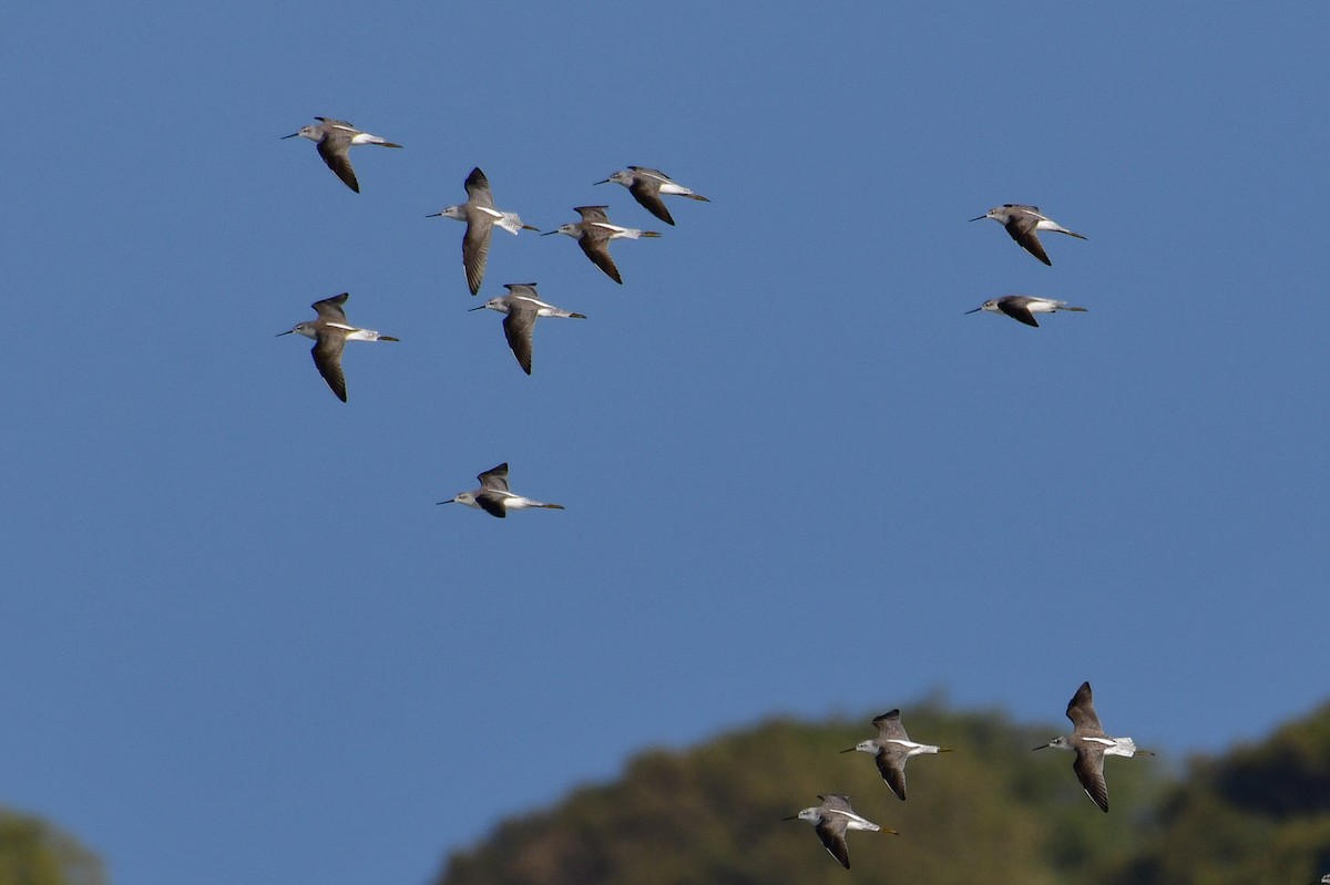 Коловодник ставковий - ML644635530