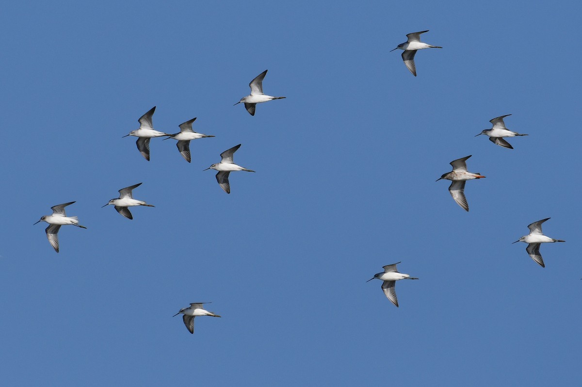 Коловодник ставковий - ML644635531