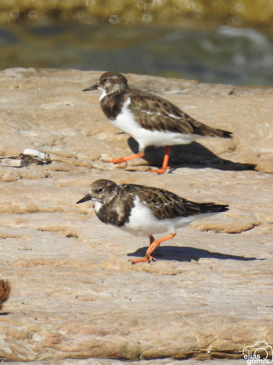 Ruddy Turnstone - ML644635552