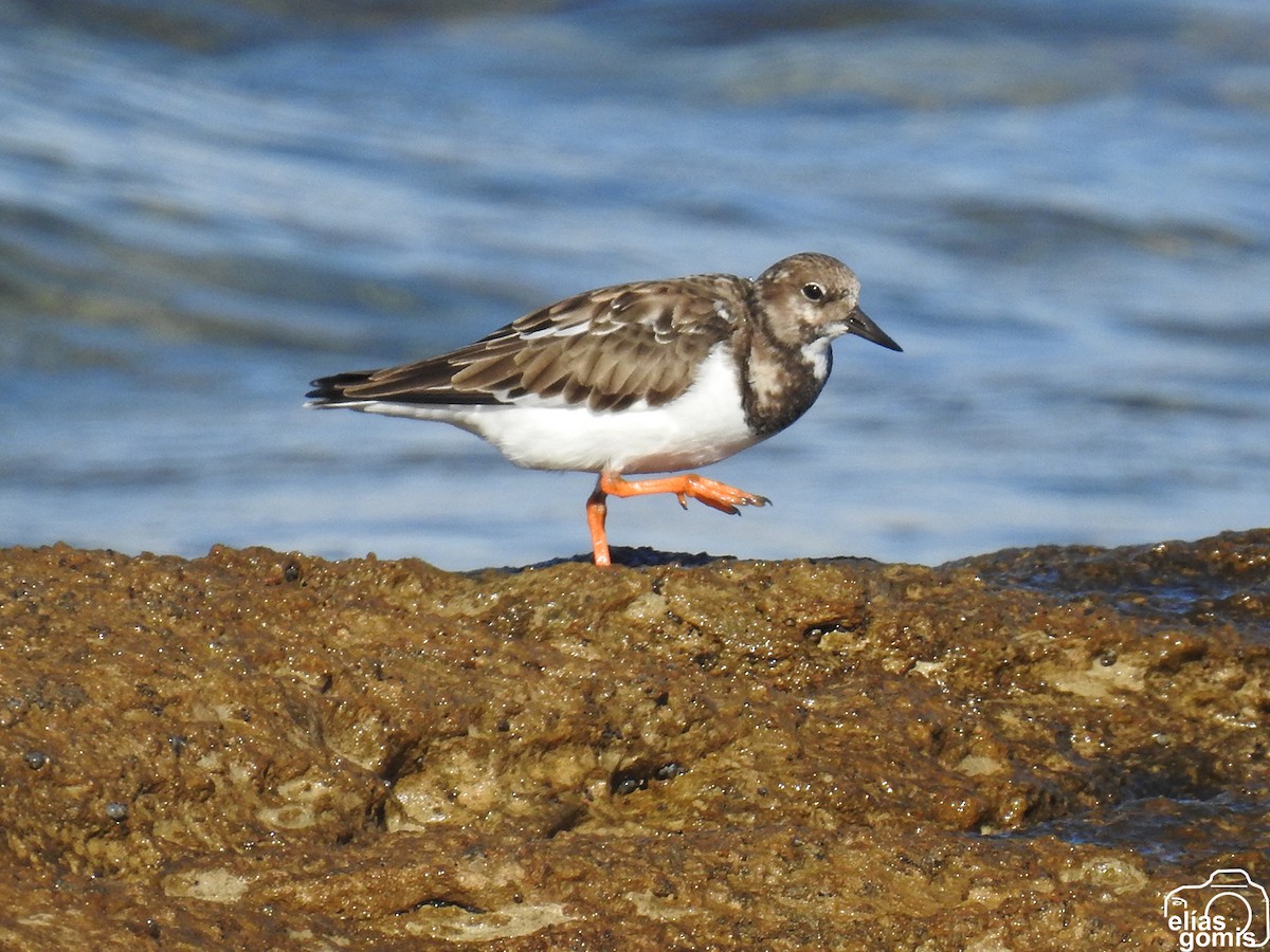 Ruddy Turnstone - ML644635553