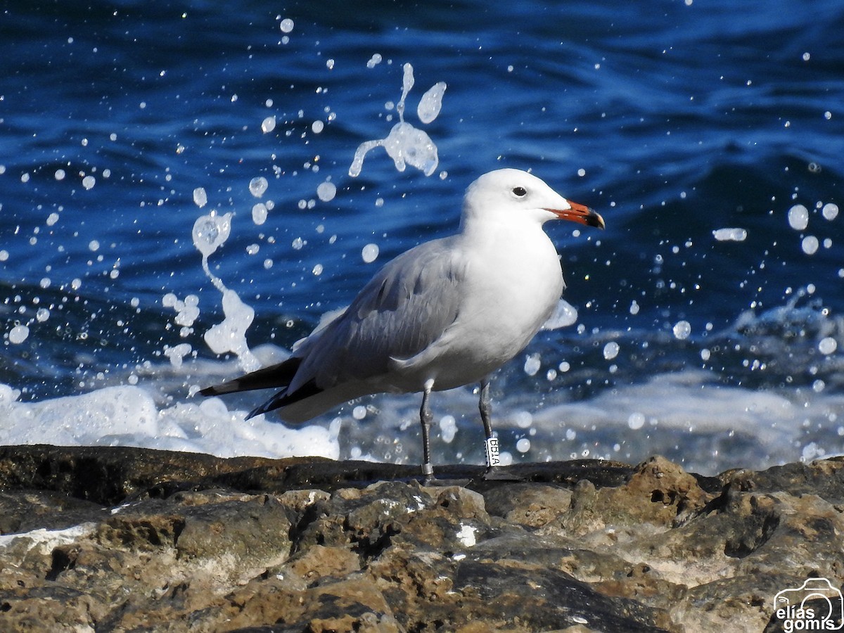 Audouin's Gull - ML644635555