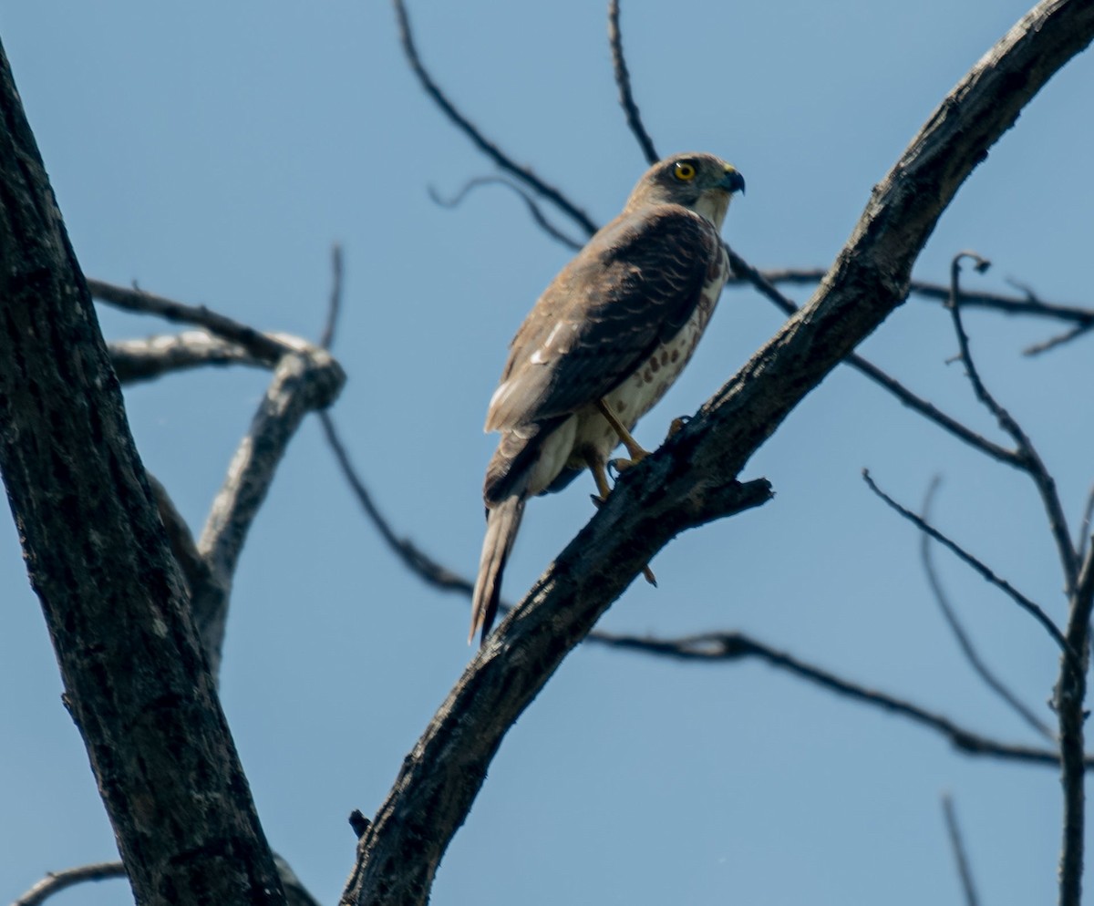 shikrahauk - ML644635556