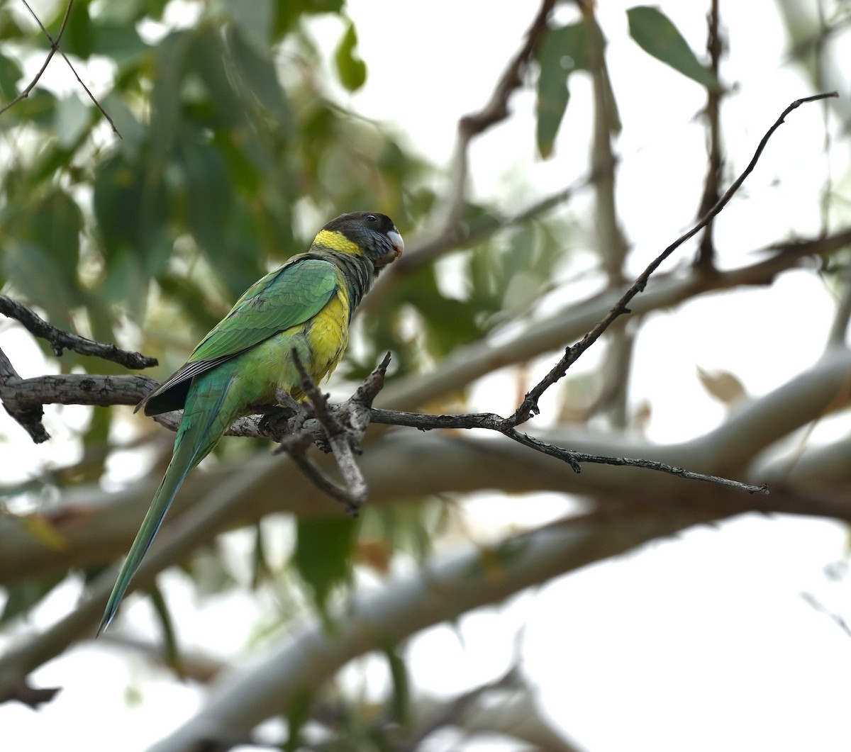 Розела чорноголова - ML644635557