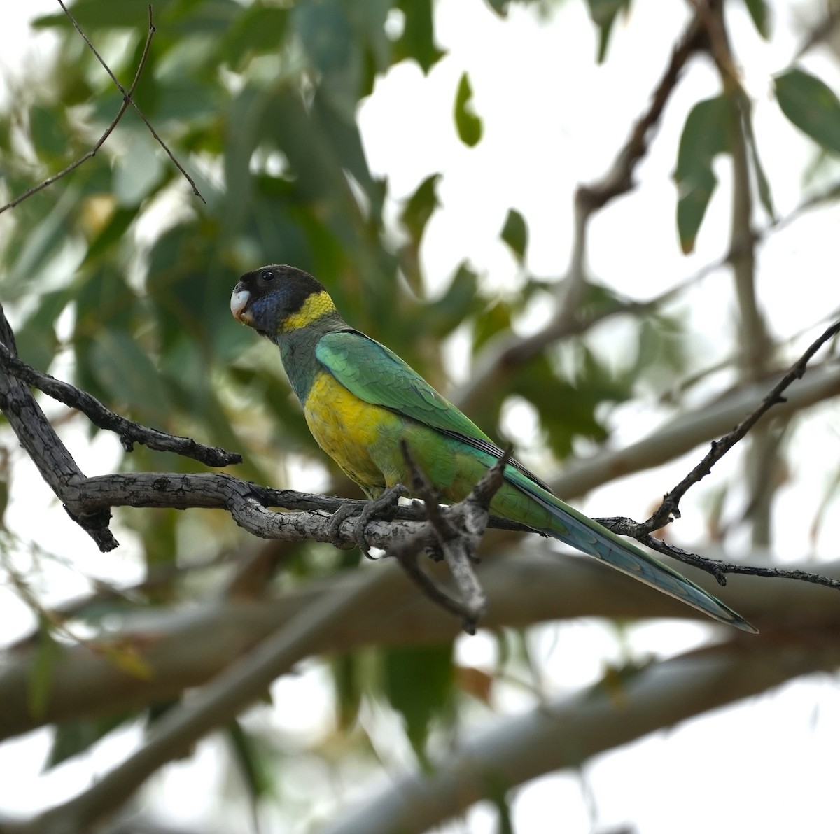 Розела чорноголова - ML644635558