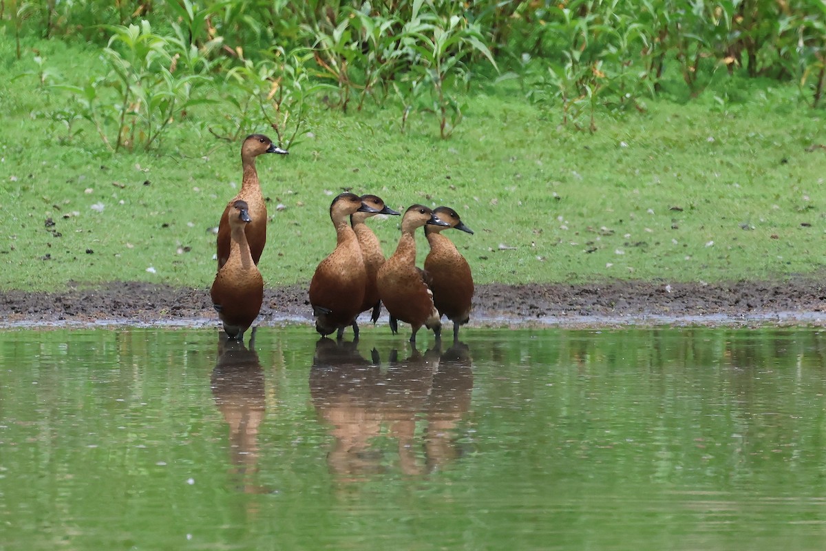 オオリュウキュウガモ - ML644635559