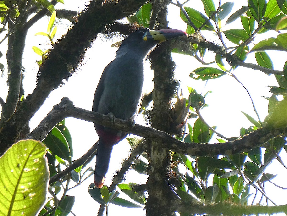 lavendeltukan - ML644635560