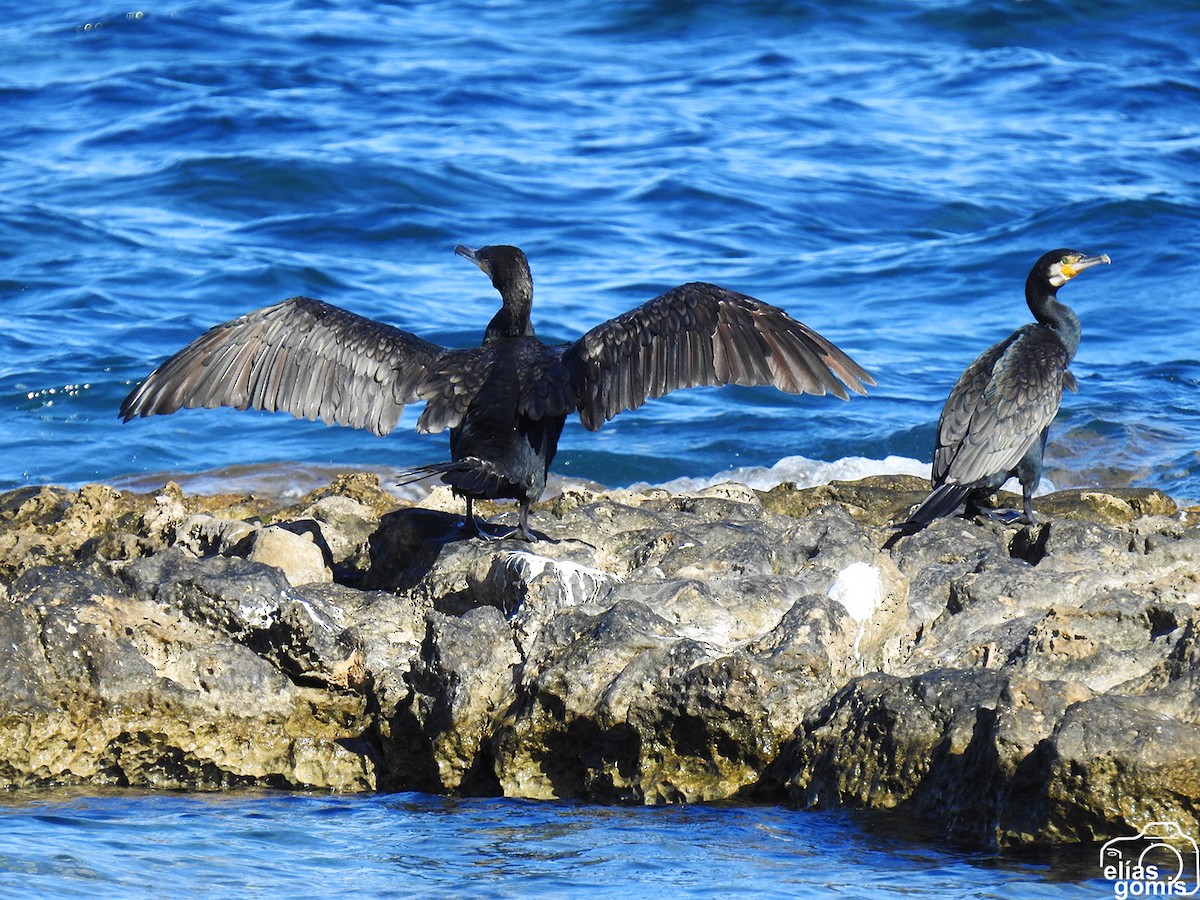 Kormoran - ML644635561