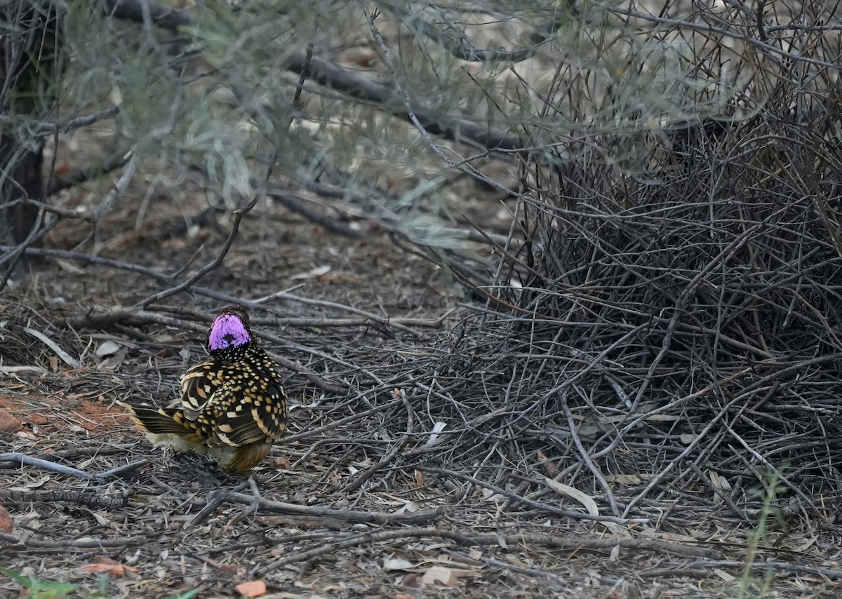 Ойсея західна - ML644635563