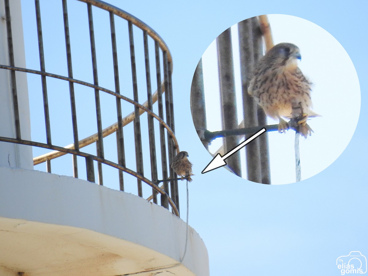 Turmfalke - ML644635565