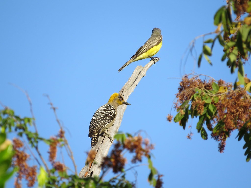 Гіла мексиканська - ML644635570