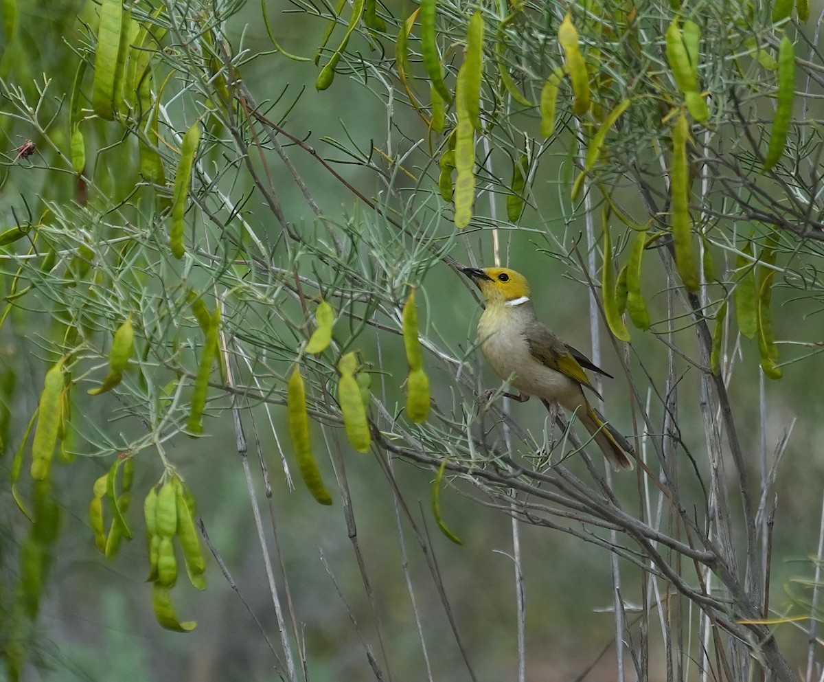 Медник блідий - ML644635571