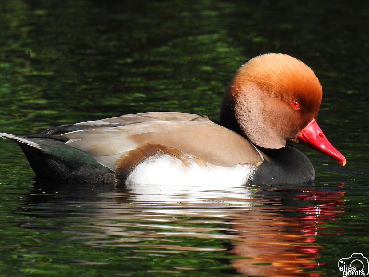 Чернь червонодзьоба - ML644635577