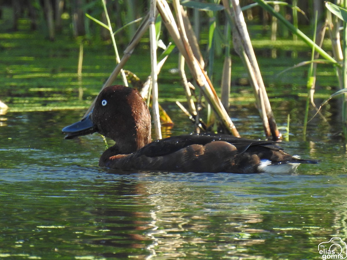 Чернь білоока - ML644635580