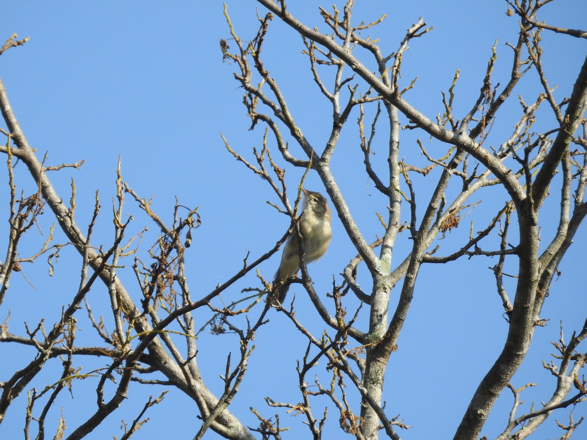 Очеретянка садова - ML644635581