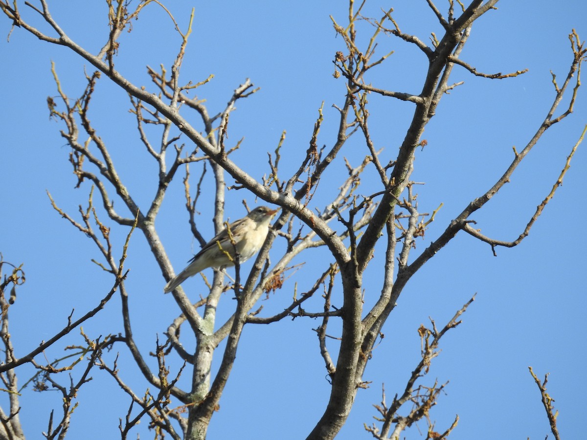 Очеретянка садова - ML644635582