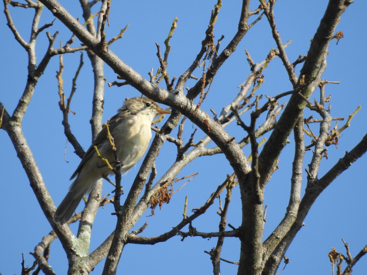 Очеретянка садова - ML644635583