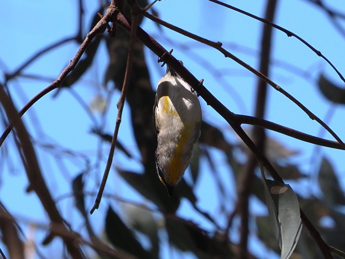 Діамантниця велика - ML644635585
