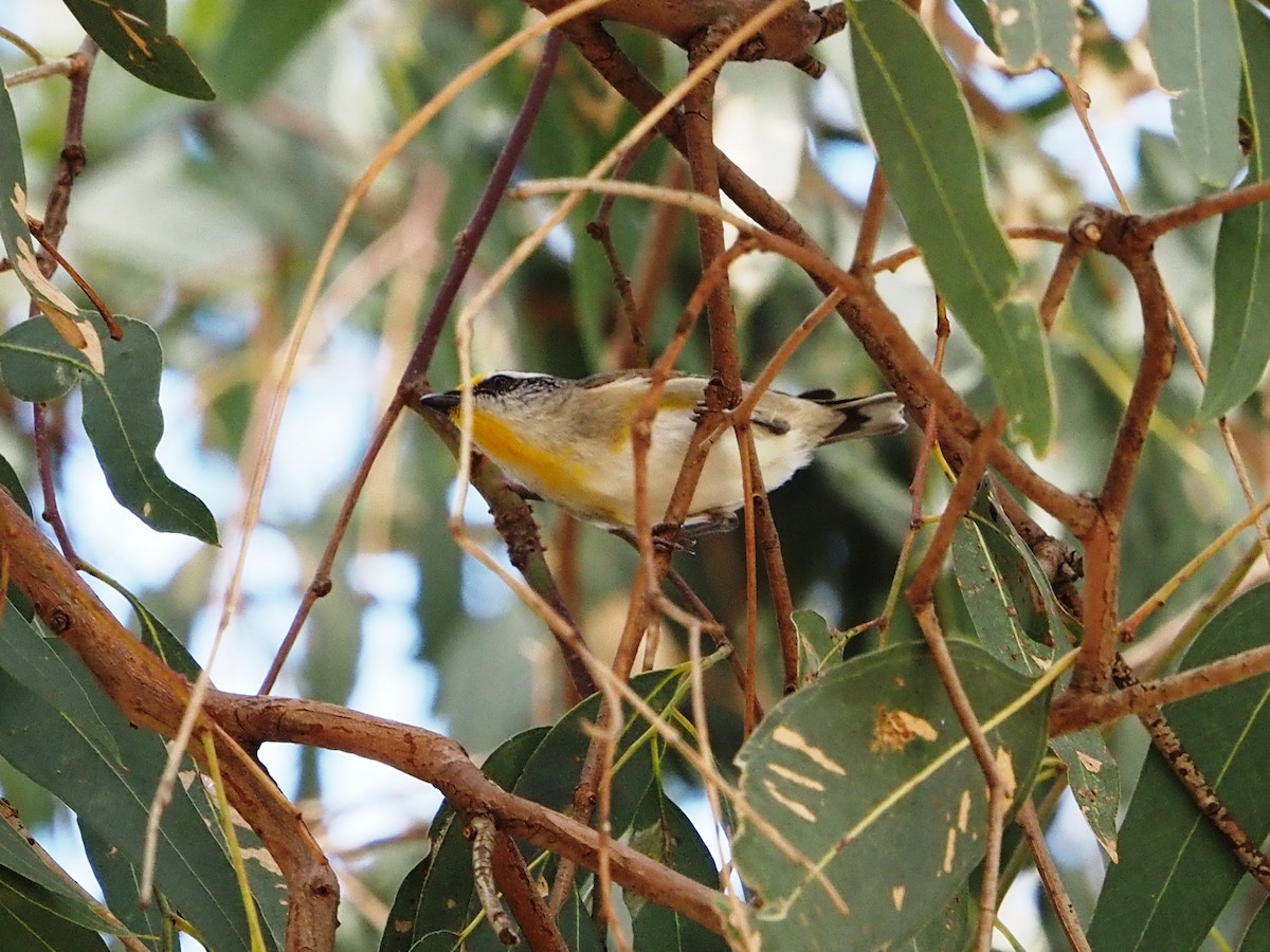 Діамантниця велика - ML644635586