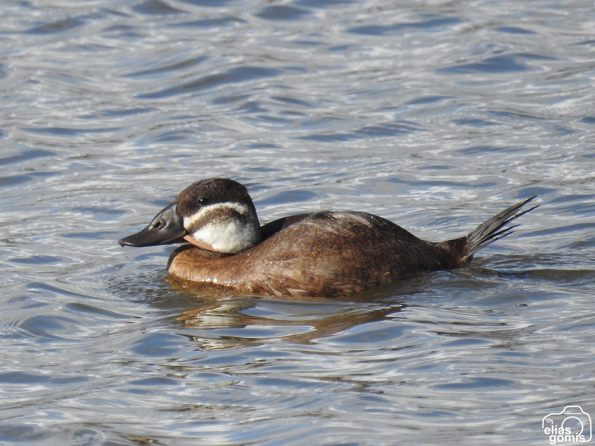 Савка білоголова - ML644635587