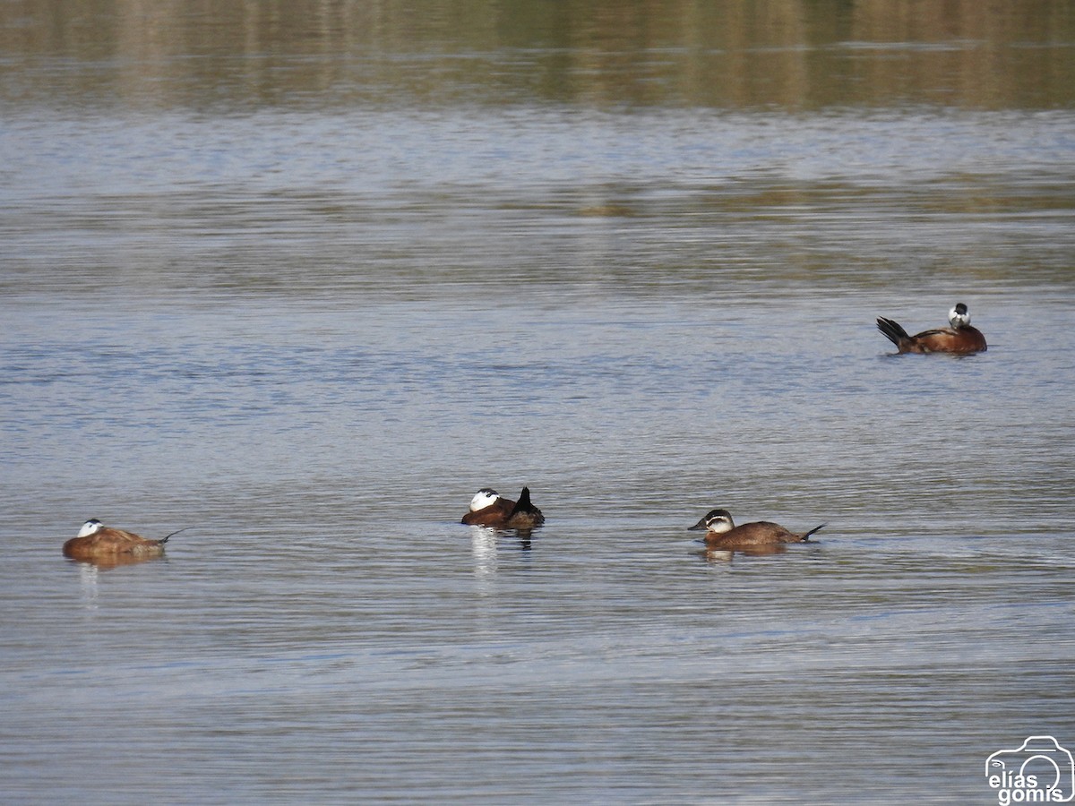 Савка білоголова - ML644635588