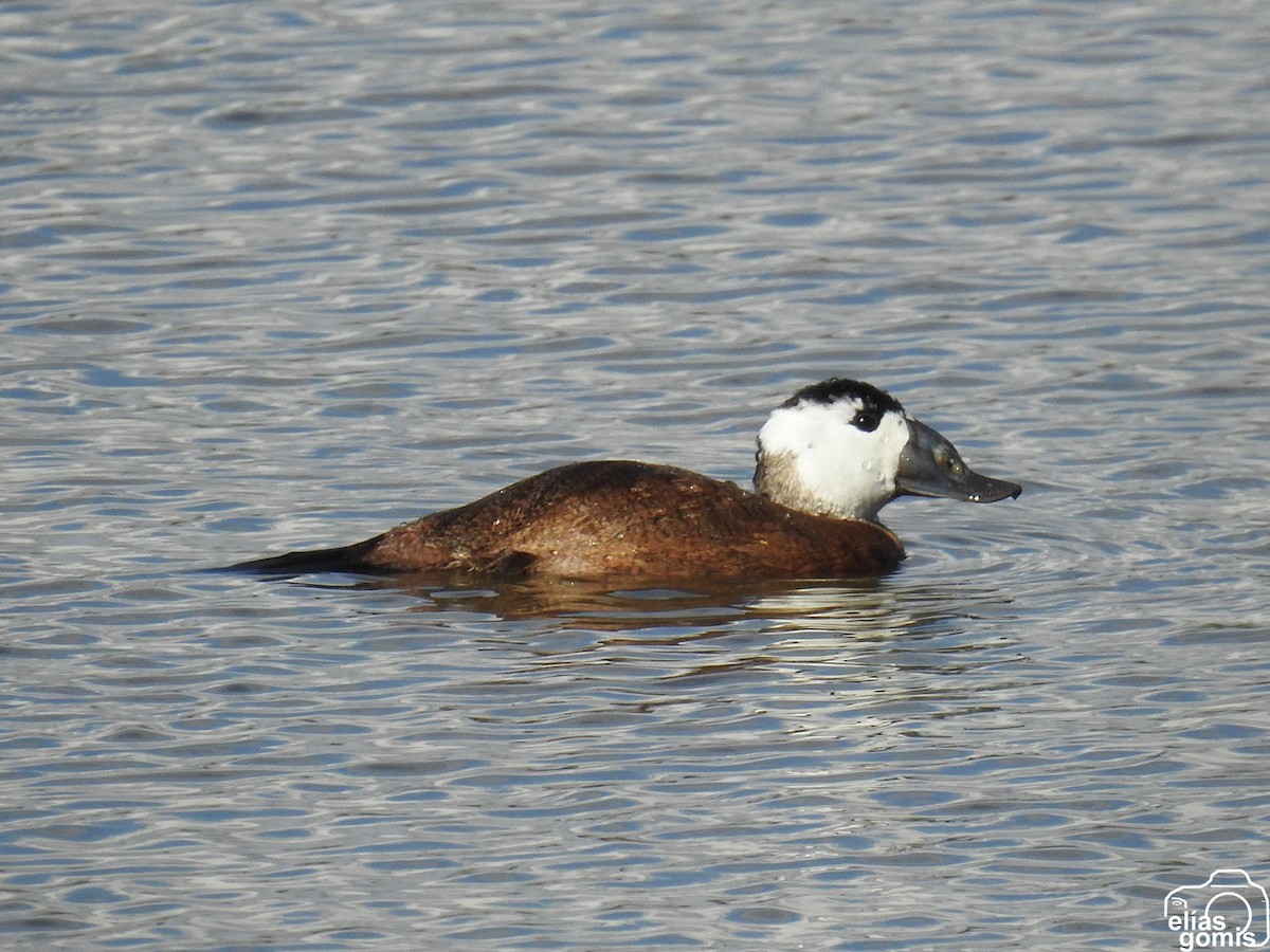 Савка білоголова - ML644635589
