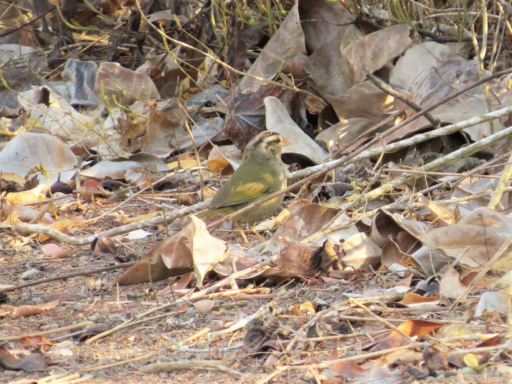 Риджвея оливкова [група superciliosus] - ML644635590