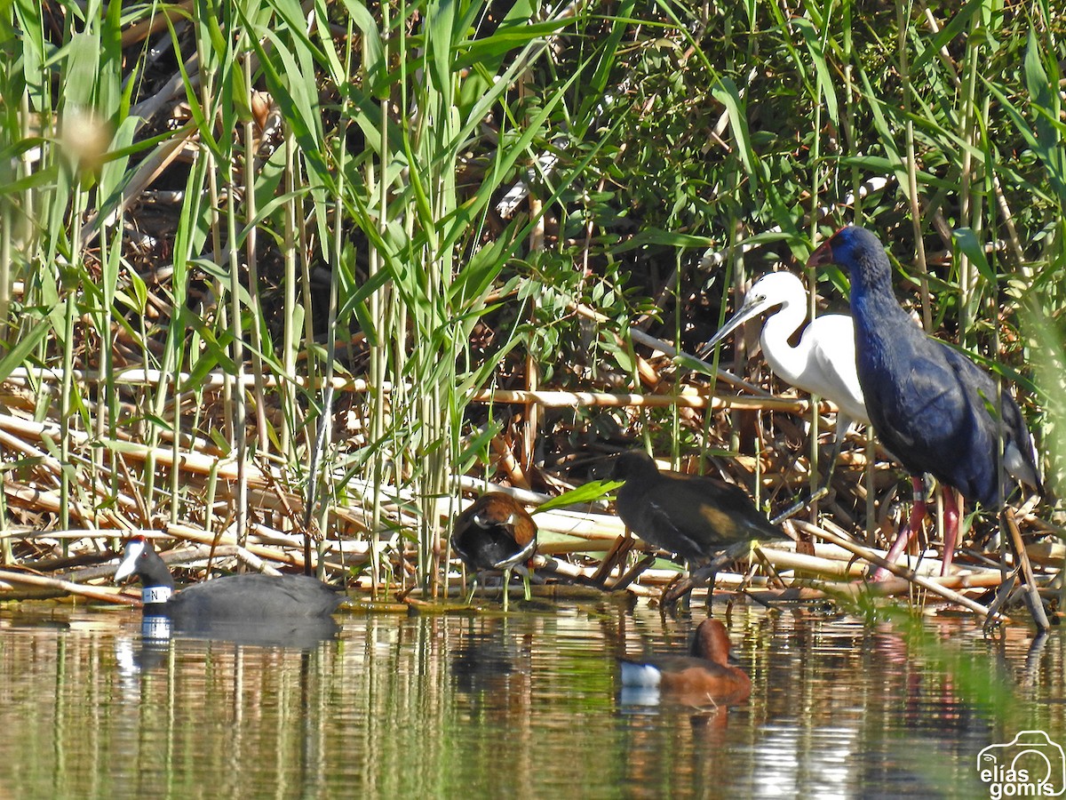 Лиска африканська - ML644635593