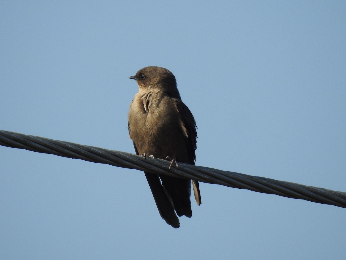 Esmer Kaya Kırlangıcı - ML644635594