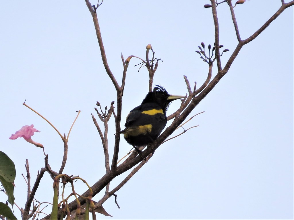 Meksika Kasiği - ML644635596