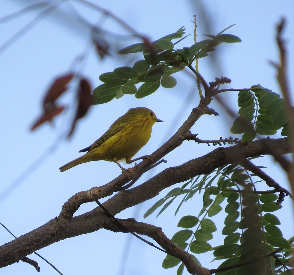 Mangrov Sarı Ötleğeni [castaneiceps grubu] - ML644635597