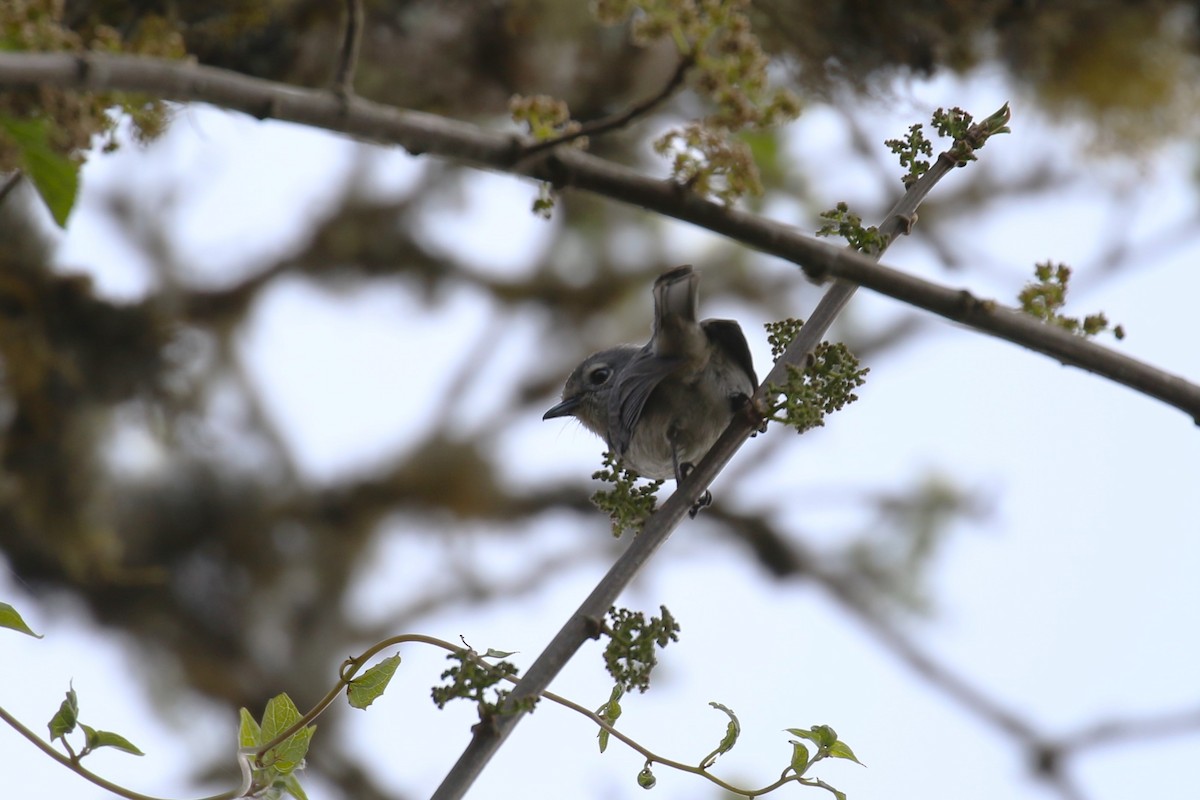 Gözlüklü Drongo Sinekkapanı - ML644635598